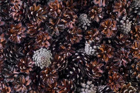 Fir cones as background, close up top view Foto stock