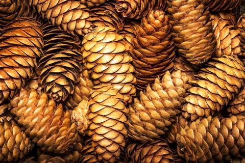 Fir cones background Stock Photos
