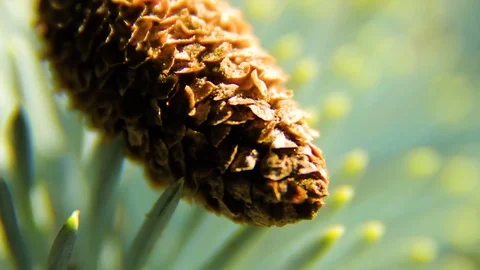 Fir Cones On The Branch (Close Up) Stock Footage 80477076