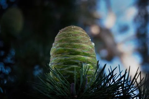 Fir cones on a branch, close-up. Pine nursery Stock Photos
