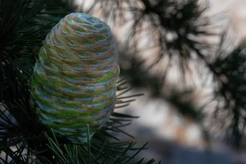 Fir cones on a branch, close-up. Pine nursery Stock Photos