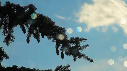 Fir Cones On The Branch Stock Footage 80477061