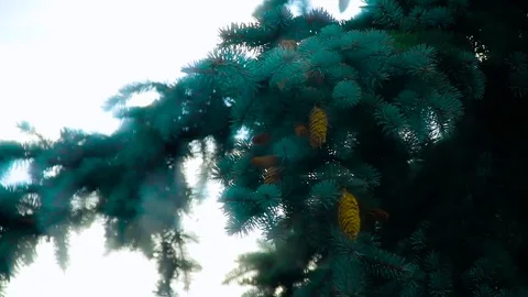 Fir Cones On The Branch Stock Footage 80477065