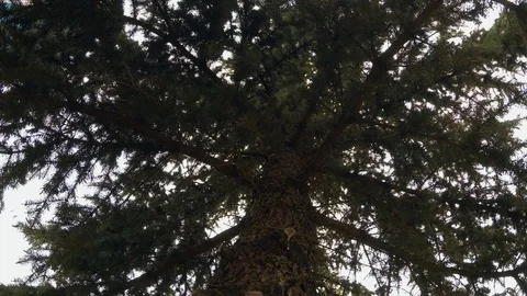 Fir Cones On The Branch Video stock 128254561