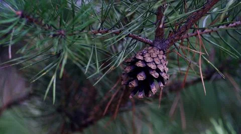 Fir cones on a branch in the forest in spring Stock-Fotos