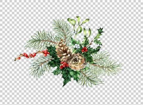 Fir cones branches holly mistletoe bouquet watercolor Stock Illustration