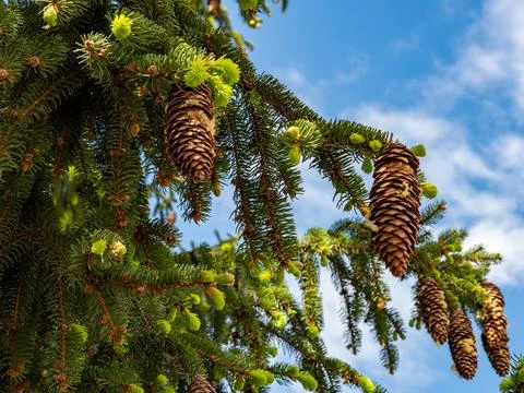 Fir cones on the branches Stock Photos