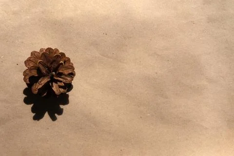 Fir cones on a brown background Stock Photos