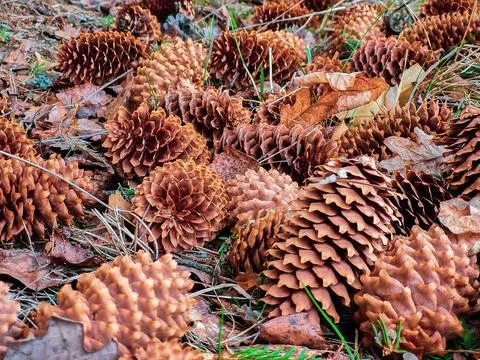 Fir cones close up. Pine cone on  ground in a coniferous forest. Stock Photos
