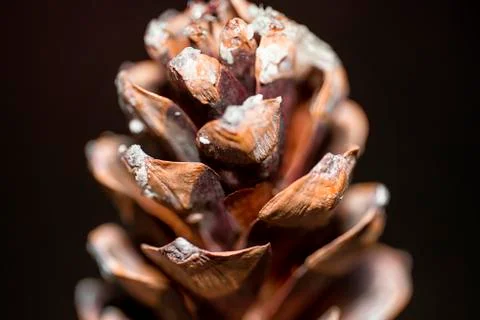 Fir cones. Cones close-up. Background from cones. Stock Photos