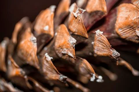 Fir cones. Cones close-up. Background from cones. Stock Photos