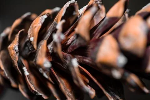 Fir cones. Cones close-up. Background from cones. Stock Photos