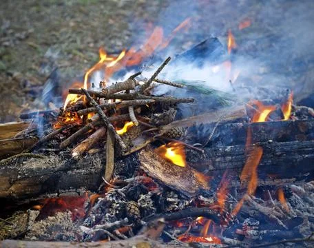 Fir cones in forest fire Foto stock