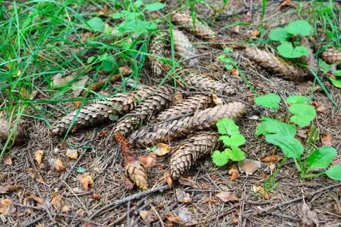 Fir cones in the forest Stock Photos
