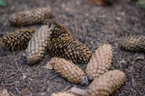 Fir cones on the ground in the park. Pine cones on the ground Stock Photos