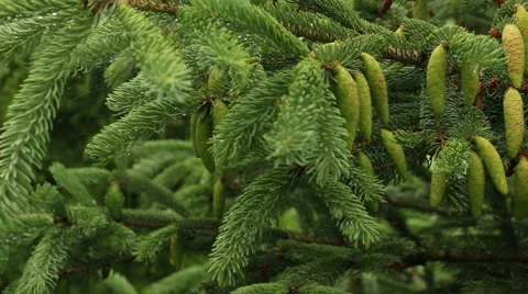 Fir Cones growing on fir tree green footage Stock Footage 53860853
