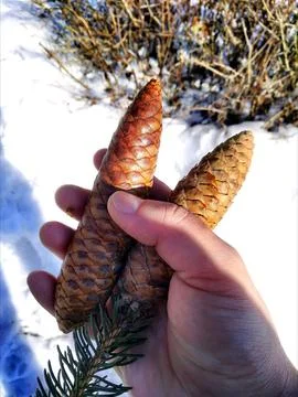 Fir cones in hand. Stock Photos