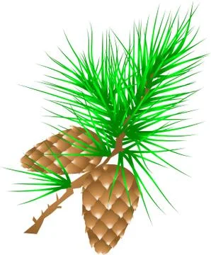 Fir cones Stock Illustration