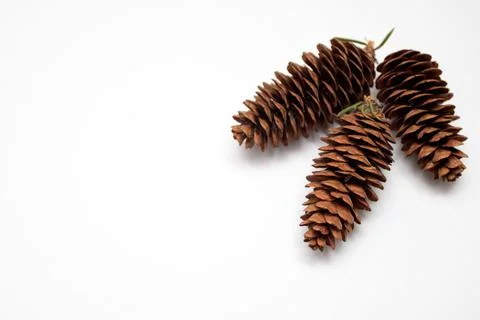 Fir cones isolated on white background Stock Photos