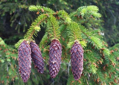 Fir cones Stock Photos