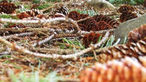 Fir Cones Stock Photos