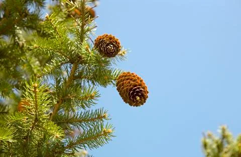 Fir cones Stock Photos