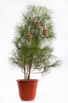 Fir With Cones Stock Photos