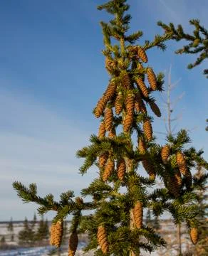 Fir cones Stock Photos