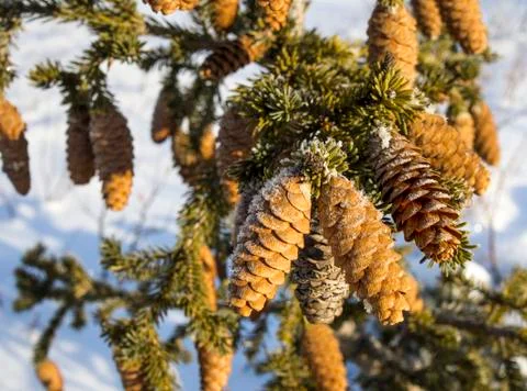 Fir cones Stock Photos