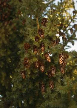 Fir cones 스톡 사진