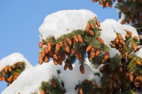 Fir cones Stock Photos