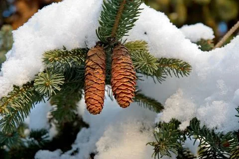 Fir cones Stock Photos