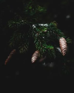 Fir cones Stock Photos