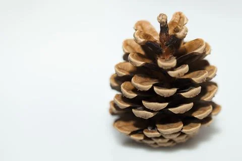 Fir cones 写真素材