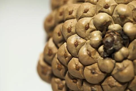 Fir cones Stock Photos
