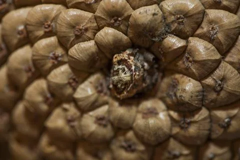 Fir cones Stock Photos