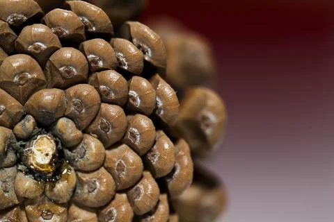 Fir cones Stock Photos
