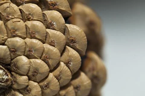 Fir cones Stock Photos