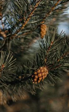 Fir cones Foto stock