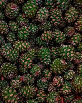 Fir cones Stock Photos