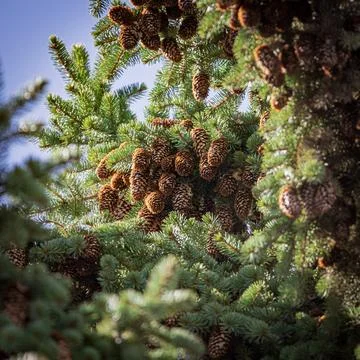 Fir cones Stock Photos