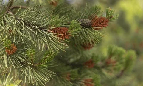 Fir cones on a pine tree at the beach Stock Photos