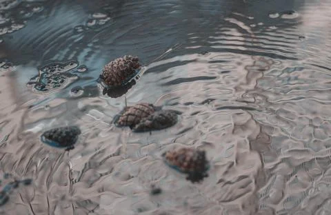 Fir cones in a puddle Stock Photos