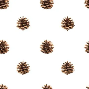 Fir cones seamless pattern isolated on white background, with clipping path Stock Photos