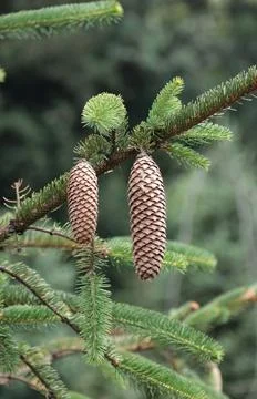 Fir cones on a tree branch. Stock Photos