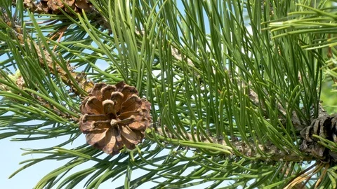 The fir cones from the waving pine trees Stock Footage 113089174