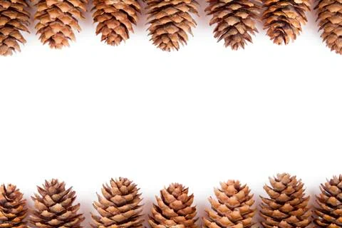 Fir cones on  white background Stock Photos