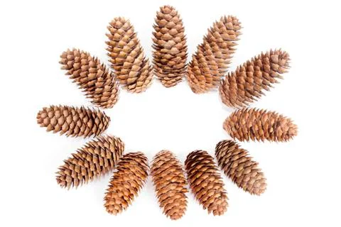 Fir cones on  white background Stock Photos