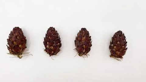 Fir cones on a white background in a row Stock Photos