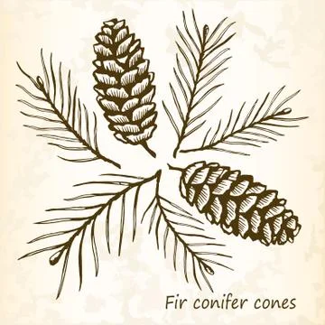 Fir conifer cones set Stock Illustration